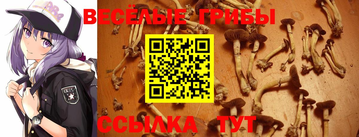 Геленджик  Псилоцибиновые грибы Psilocybine cubensis  Вход с VPN 